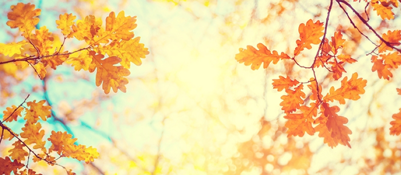 秋のフォトウェディングにはどんな魅力がある？