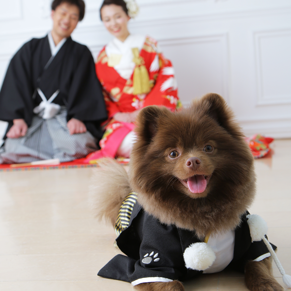 ペットが主人公のアングルで