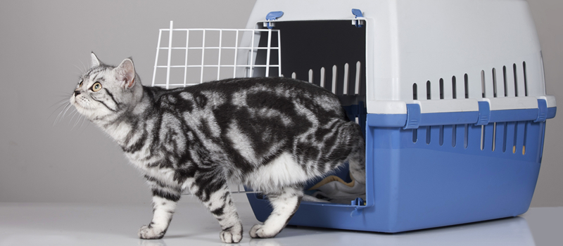 ペットと一緒にフォトウェディングをするときの注意点