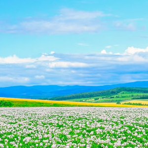 北海道の新婚旅行でフォトウェディングや観光におすすめのスポットは？
