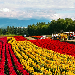 フォトウェディングにおすすめの季節はいつ？混みやすいシーズンに注意