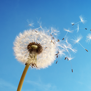 札幌フォトウェディングを春に楽しむためのアイデアご紹介！