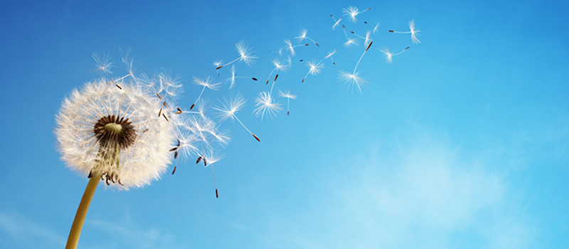 春のフォトウェディングにはどんな魅力がある？