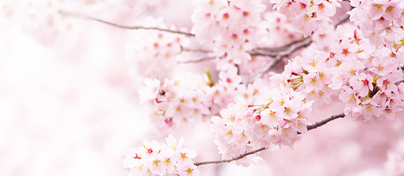 ロマンチックな桜フォト