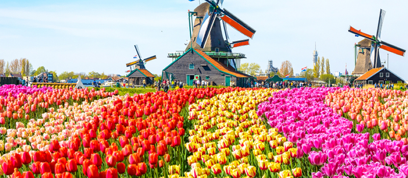 キュートなチューリップに囲まれて