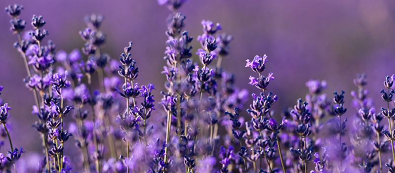 一面のラベンダー畑で